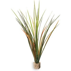 Current USA Reed Grass Aquarium Plant