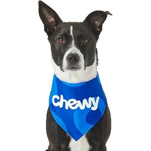 Frisco Chewy Dog & Cat Bandana, Medium/Large