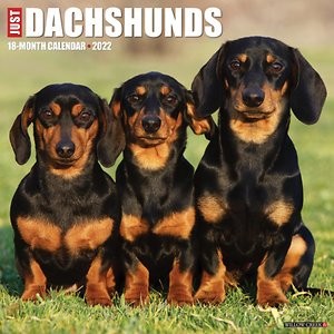 Willow Creek Press Just Dachshunds 2022 Wall Calendar